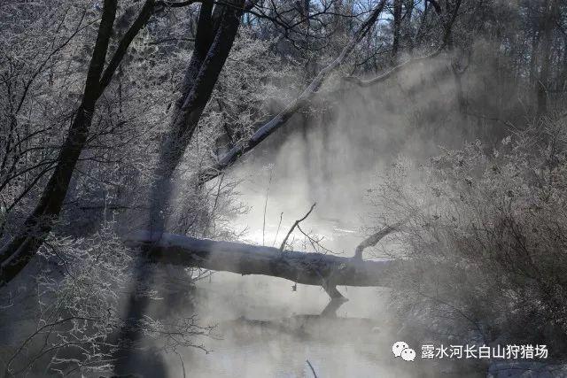 虫虫助手下载